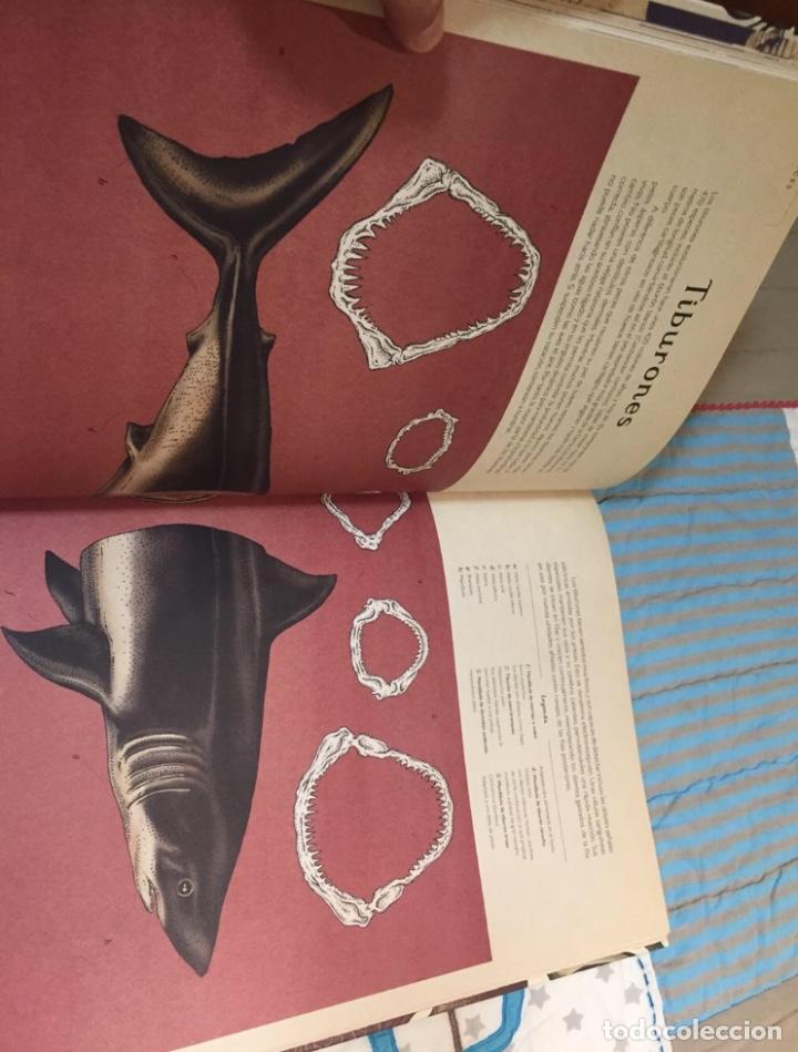 Libros: Libro ilustrado Animalium - Foto 6
