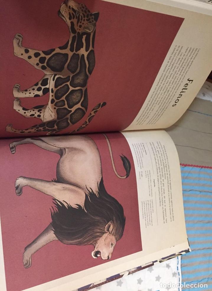 Libros: Libro ilustrado Animalium - Foto 7