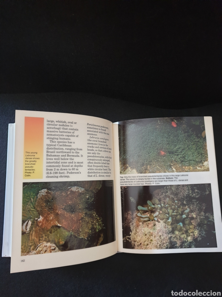 Libros: Sea Anemones - Foto 3