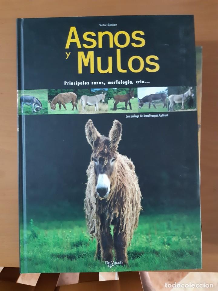 Libros: ASNOS Y MULOS - Foto 1