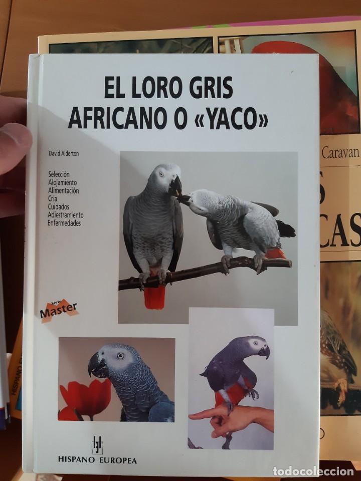Libros: EL LORO GRIS AFRICANO YACO - Foto 1