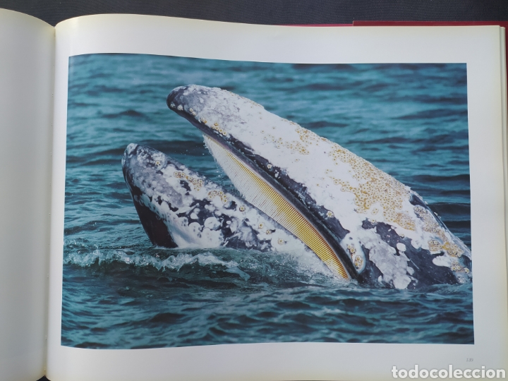Libros: Celebraci&oacute;n a los Mares Expo 98 - Foto 2