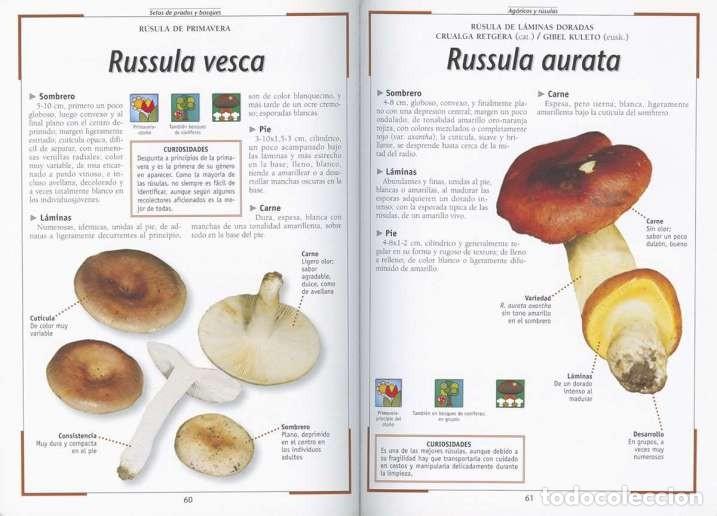 Libros: Setas de prados y bosques - Foto 2