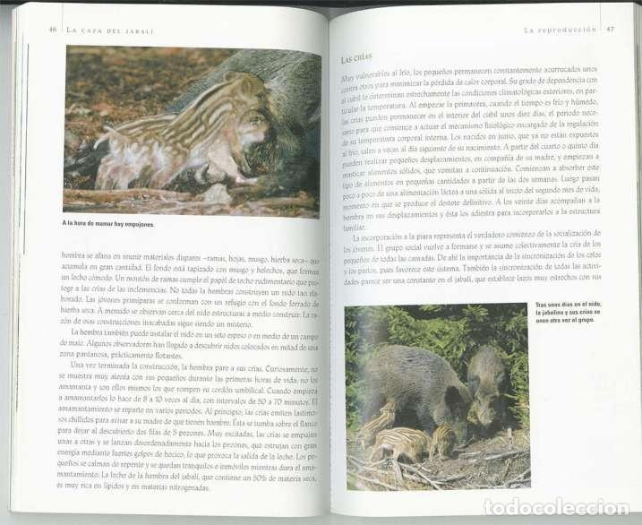 Libros: La caza del jabal&iacute; - Foto 2
