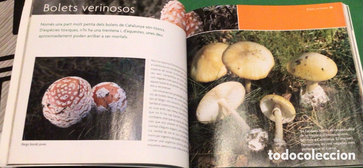 Libros: CATALUNYA: Els nostres bolets - Foto 5
