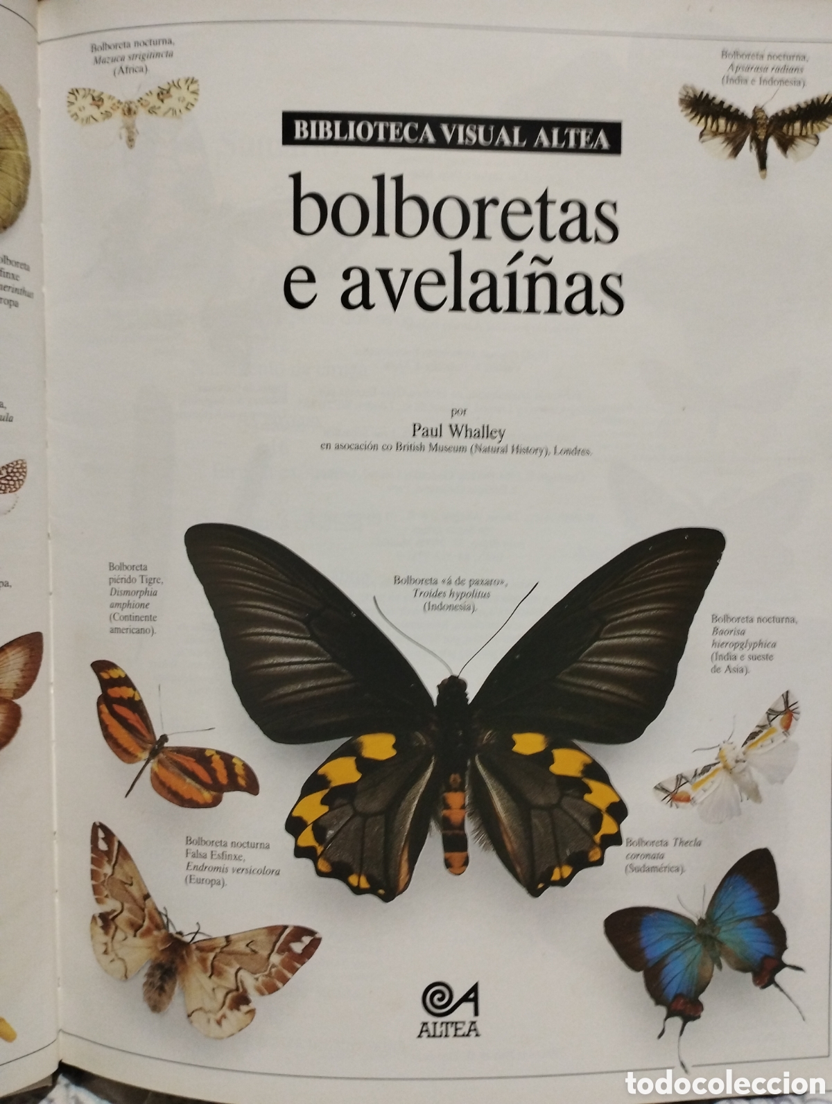 Libros: Bolboretas e avelai&ntilde;as - Foto 5
