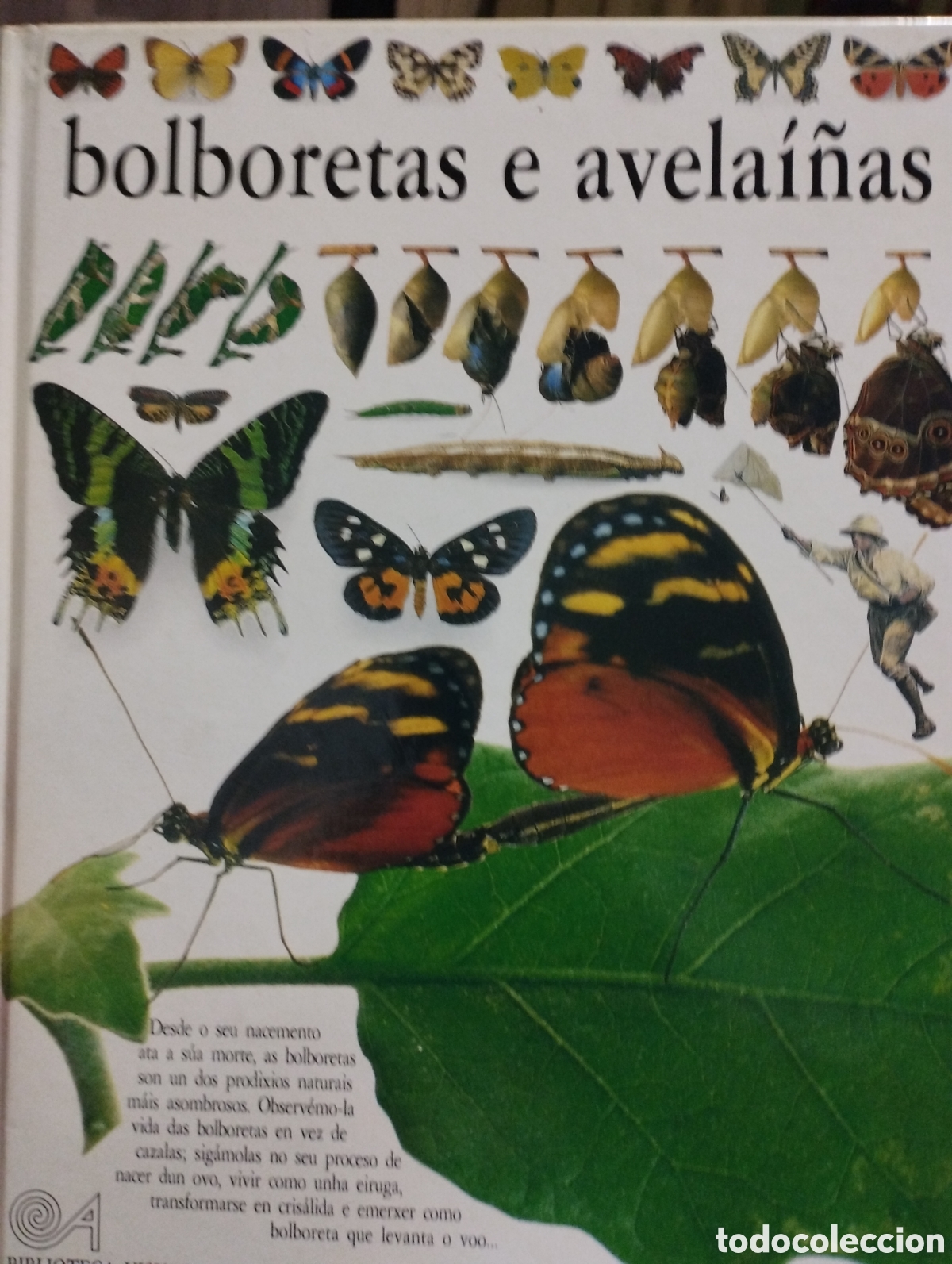 Libros: Bolboretas e avelai&ntilde;as - Foto 1