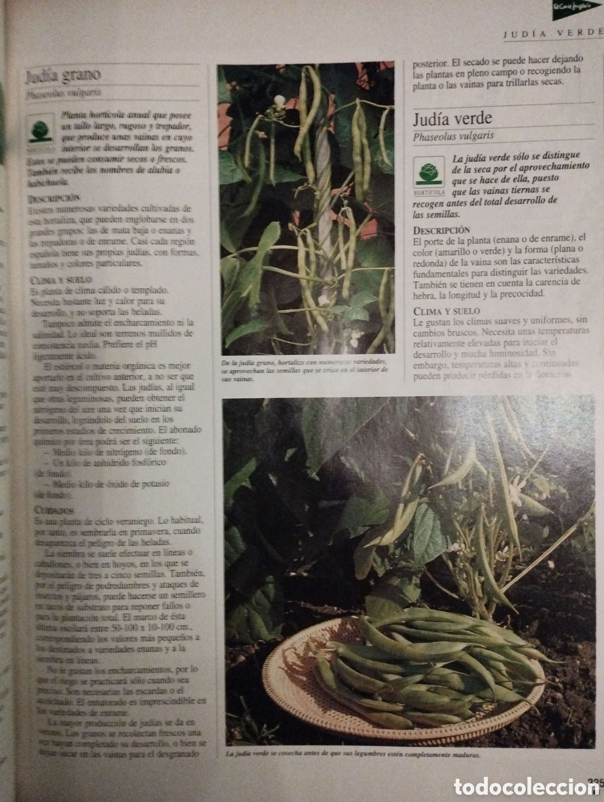 Libros: El libro de oro de las plantas y los jardines - Foto 4