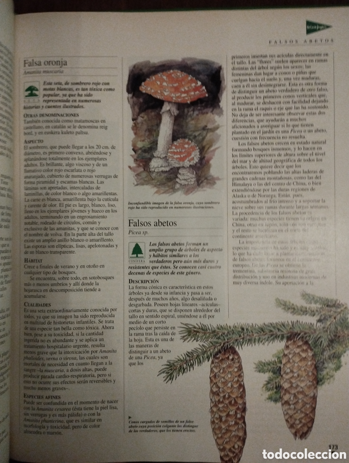Libros: El libro de oro de las plantas y los jardines - Foto 5
