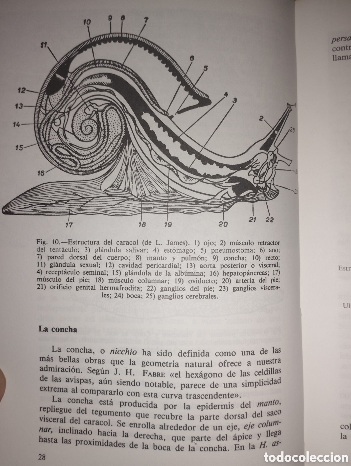 Libros: El caracol cr&iacute;a y explotaci&oacute;n - Foto 3
