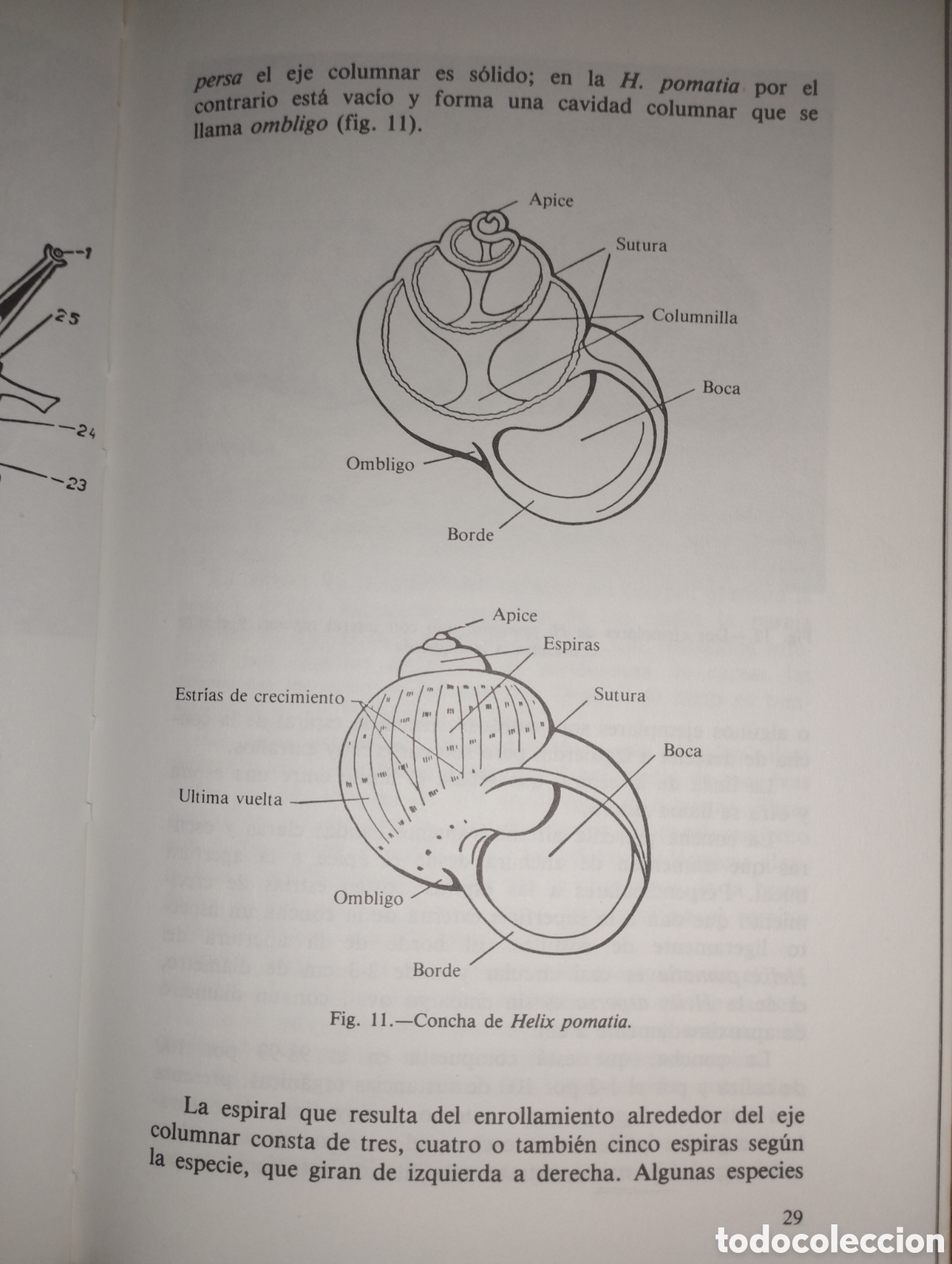 Libros: El caracol cr&iacute;a y explotaci&oacute;n - Foto 4