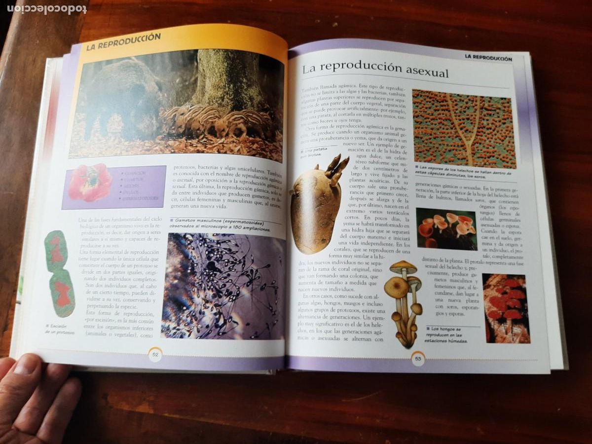 Libros: GRAN LIBRO DE LA NATURALEZA. TODOLIBRO. - Foto 7