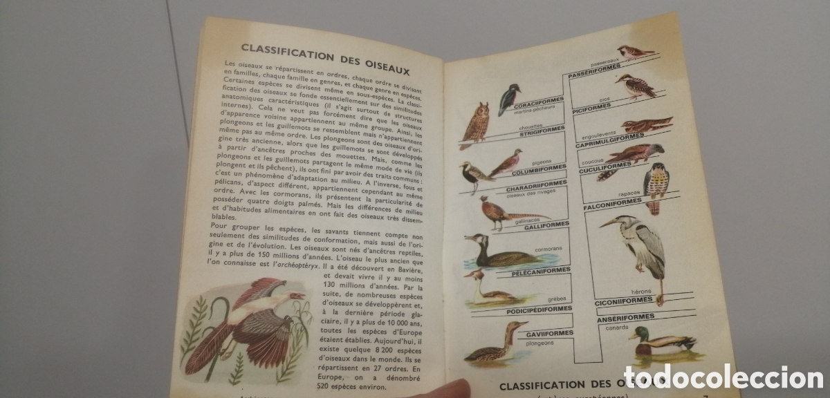 Libros: Oiseaux dEurope Le petit guide Hachette 1967 - Foto 7