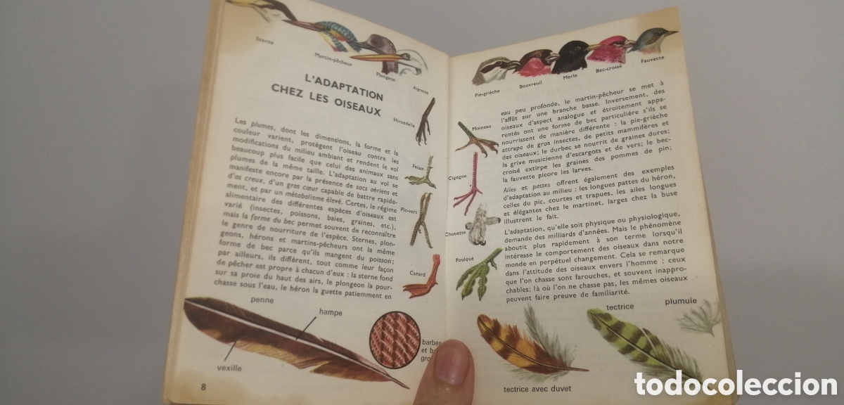 Libros: Oiseaux dEurope Le petit guide Hachette 1967 - Foto 8