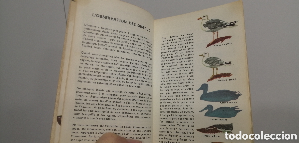 Libros: Oiseaux dEurope Le petit guide Hachette 1967 - Foto 9