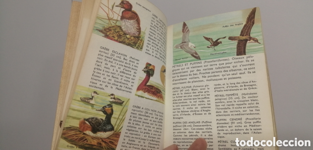 Libros: Oiseaux dEurope Le petit guide Hachette 1967 - Foto 10