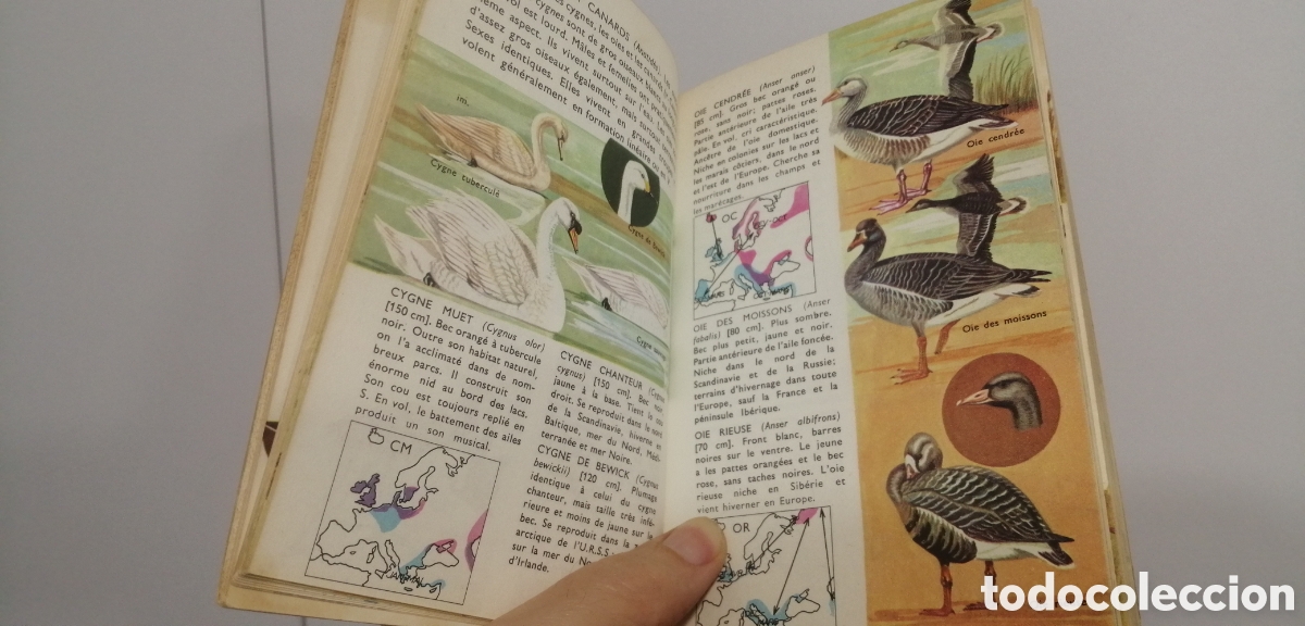 Libros: Oiseaux dEurope Le petit guide Hachette 1967 - Foto 11