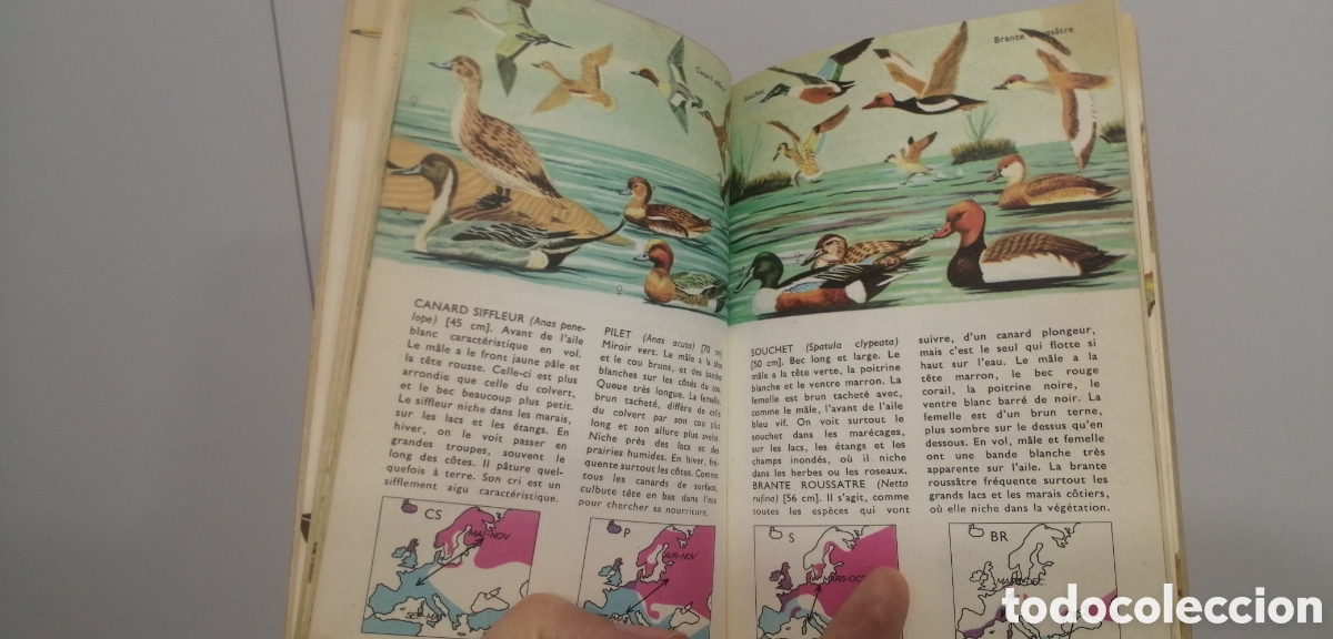 Libros: Oiseaux dEurope Le petit guide Hachette 1967 - Foto 12