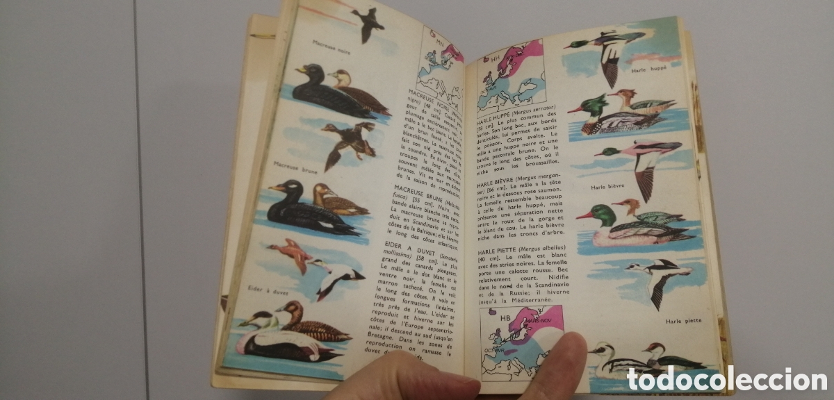 Libros: Oiseaux dEurope Le petit guide Hachette 1967 - Foto 13