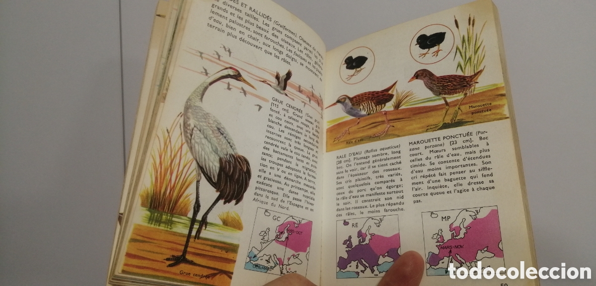 Libros: Oiseaux dEurope Le petit guide Hachette 1967 - Foto 14
