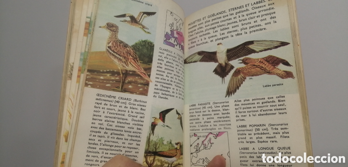 Libros: Oiseaux dEurope Le petit guide Hachette 1967 - Foto 15