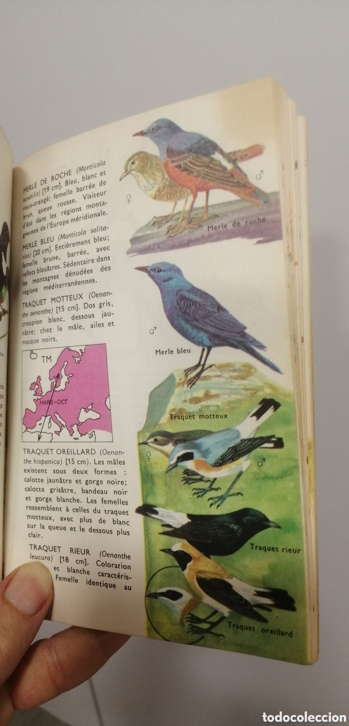 Libros: Oiseaux dEurope Le petit guide Hachette 1967 - Foto 16