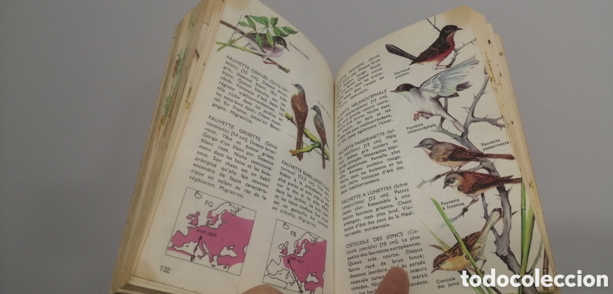 Libros: Oiseaux dEurope Le petit guide Hachette 1967 - Foto 17