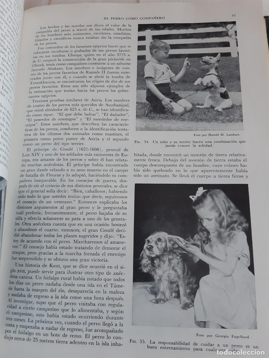 Libros: ENCICLOPEDIA MODERNA DEL PERRO HENRY P DAVIS - Foto 7