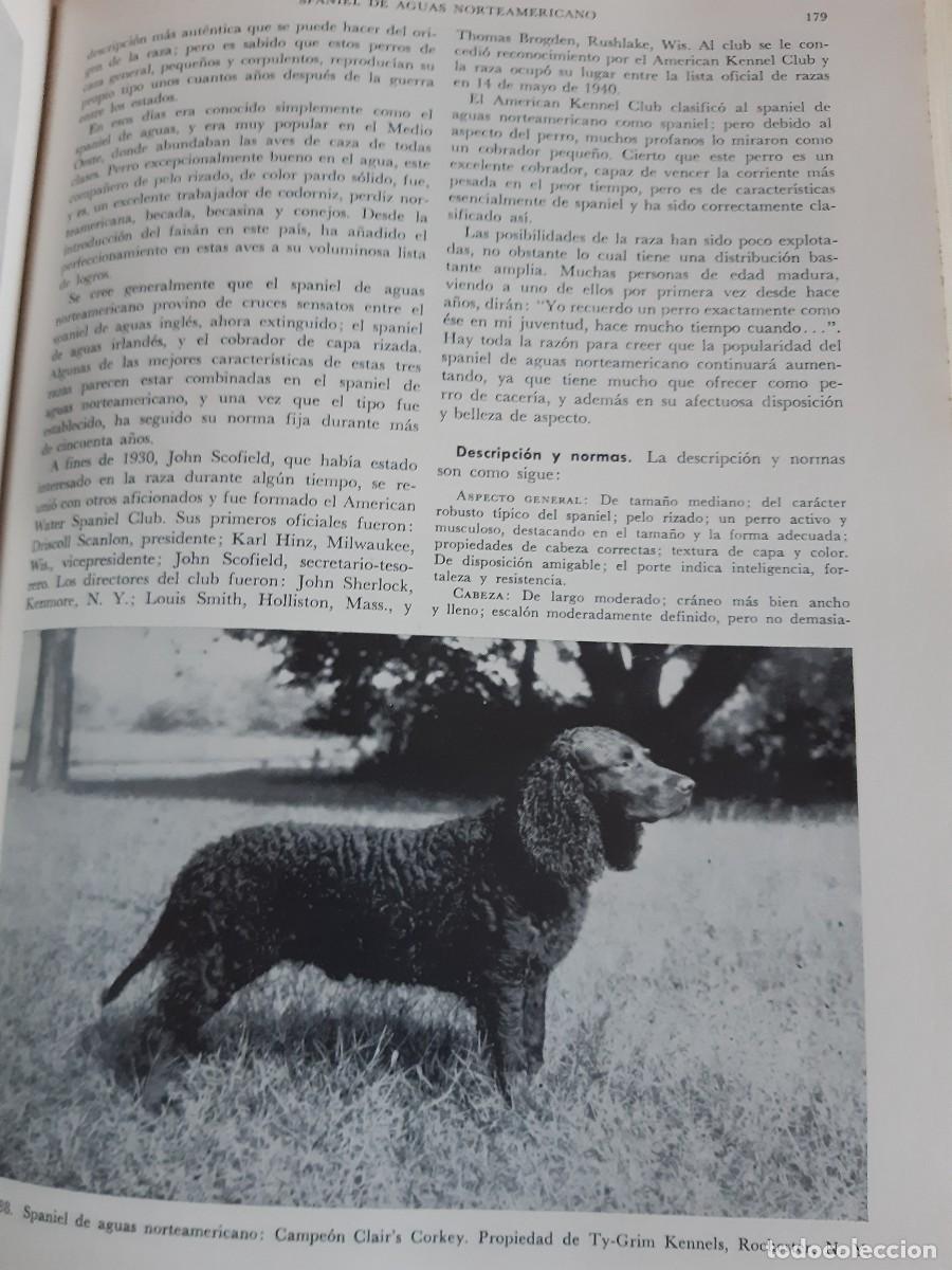 Libros: ENCICLOPEDIA MODERNA DEL PERRO HENRY P DAVIS - Foto 10