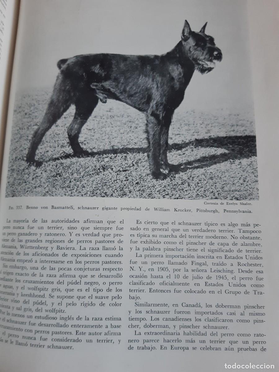 Libros: ENCICLOPEDIA MODERNA DEL PERRO HENRY P DAVIS - Foto 12
