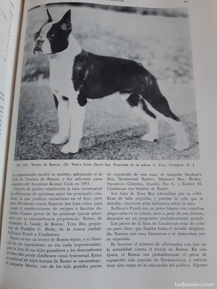 Libros: ENCICLOPEDIA MODERNA DEL PERRO HENRY P DAVIS - Foto 13