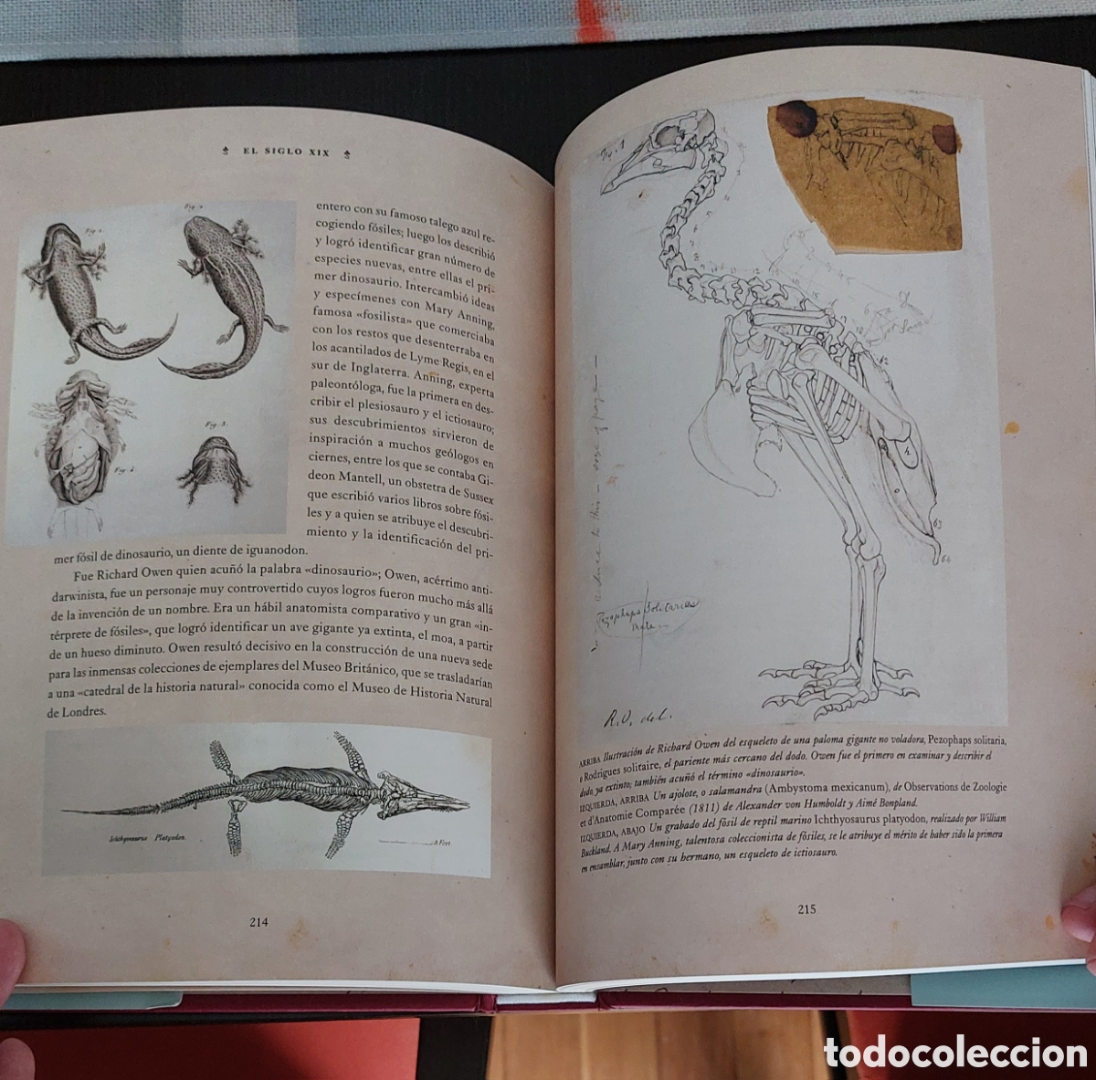 Libros: LIBRO LOS GRANDES NATURALISTAS - Foto 5