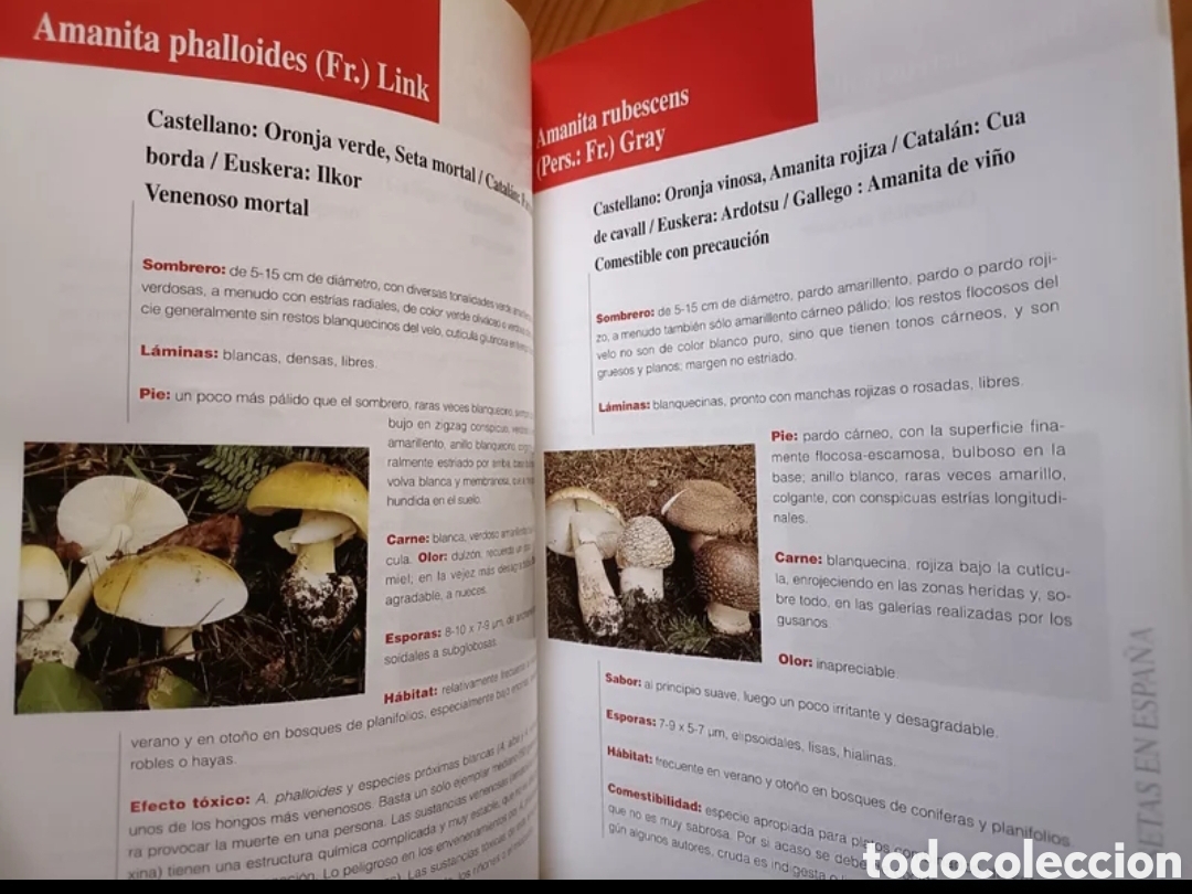 Libros: Gu&iacute;a de setas en Espa&ntilde;a - Foto 3