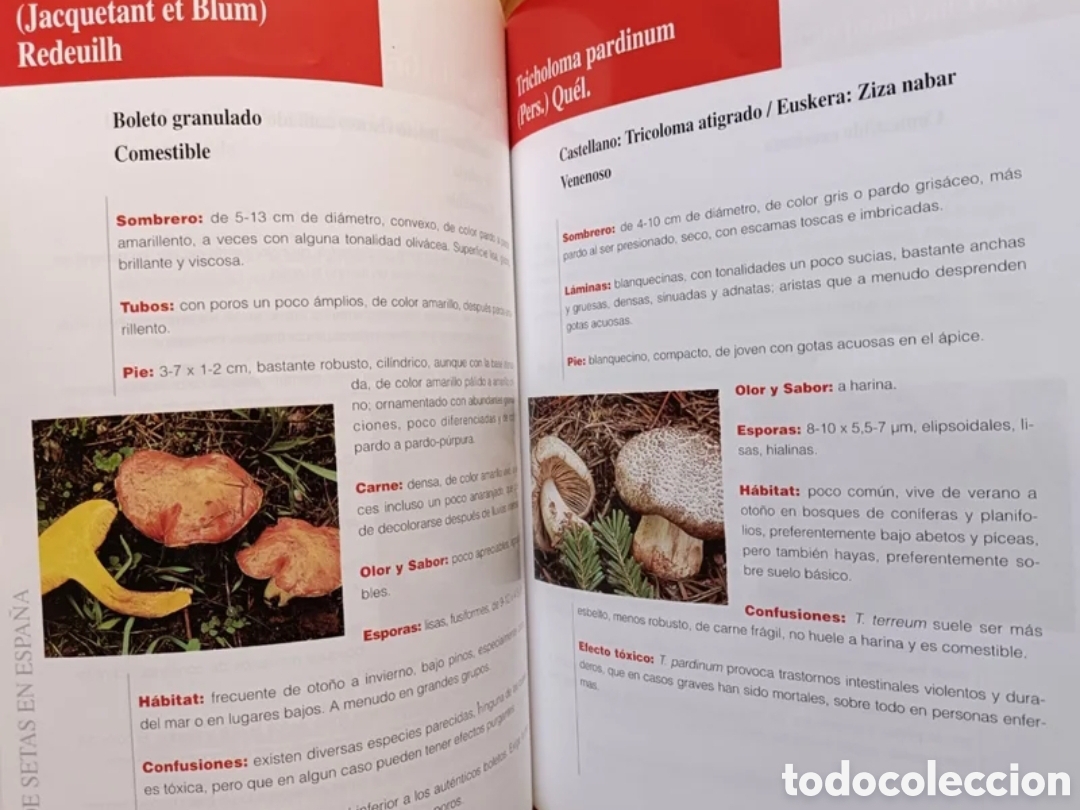 Libros: Gu&iacute;a de setas en Espa&ntilde;a - Foto 7