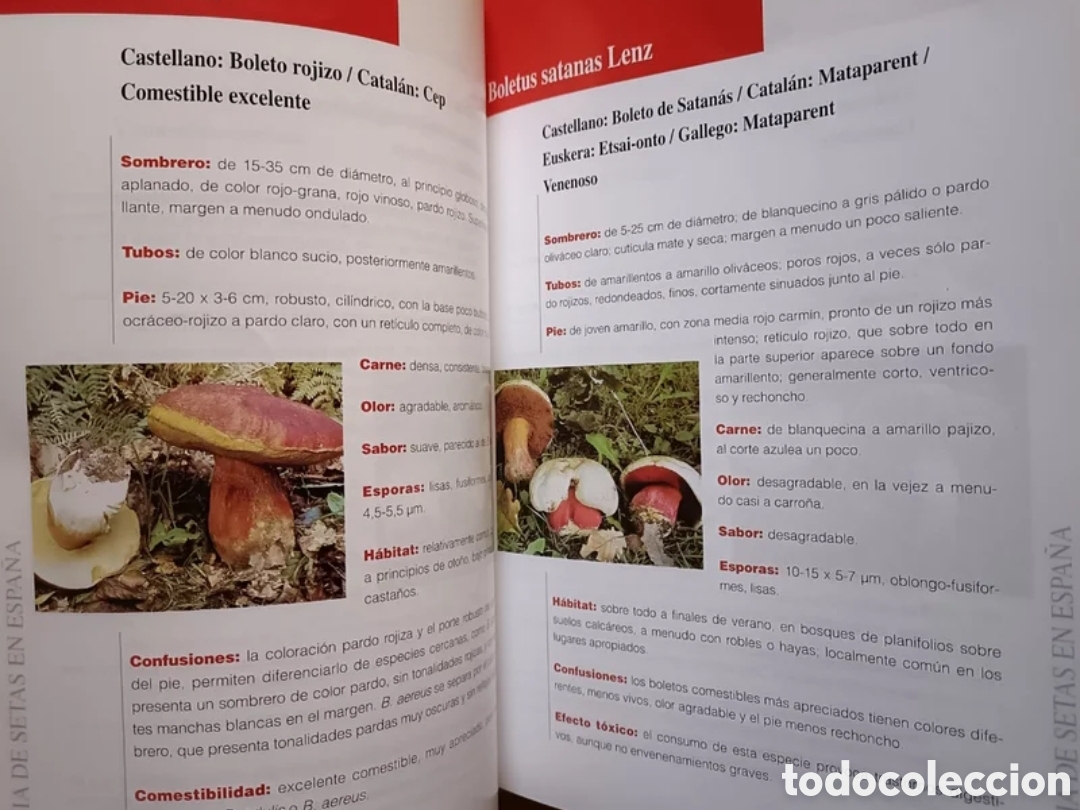 Libros: Gu&iacute;a de setas en Espa&ntilde;a - Foto 9