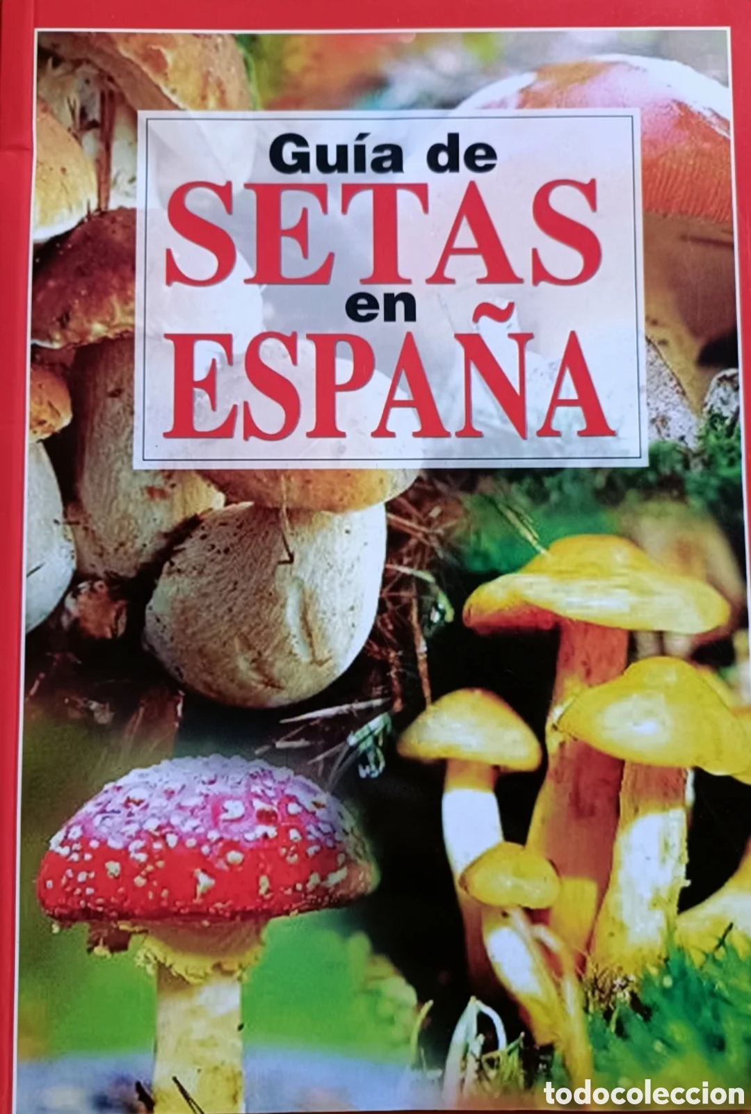 Libros: Gu&iacute;a de setas en Espa&ntilde;a - Foto 1