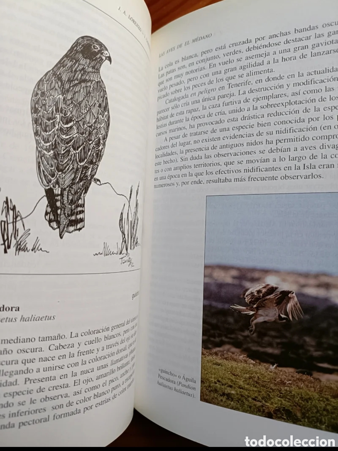 Libros: Las aves de El M&eacute;dano - Foto 4