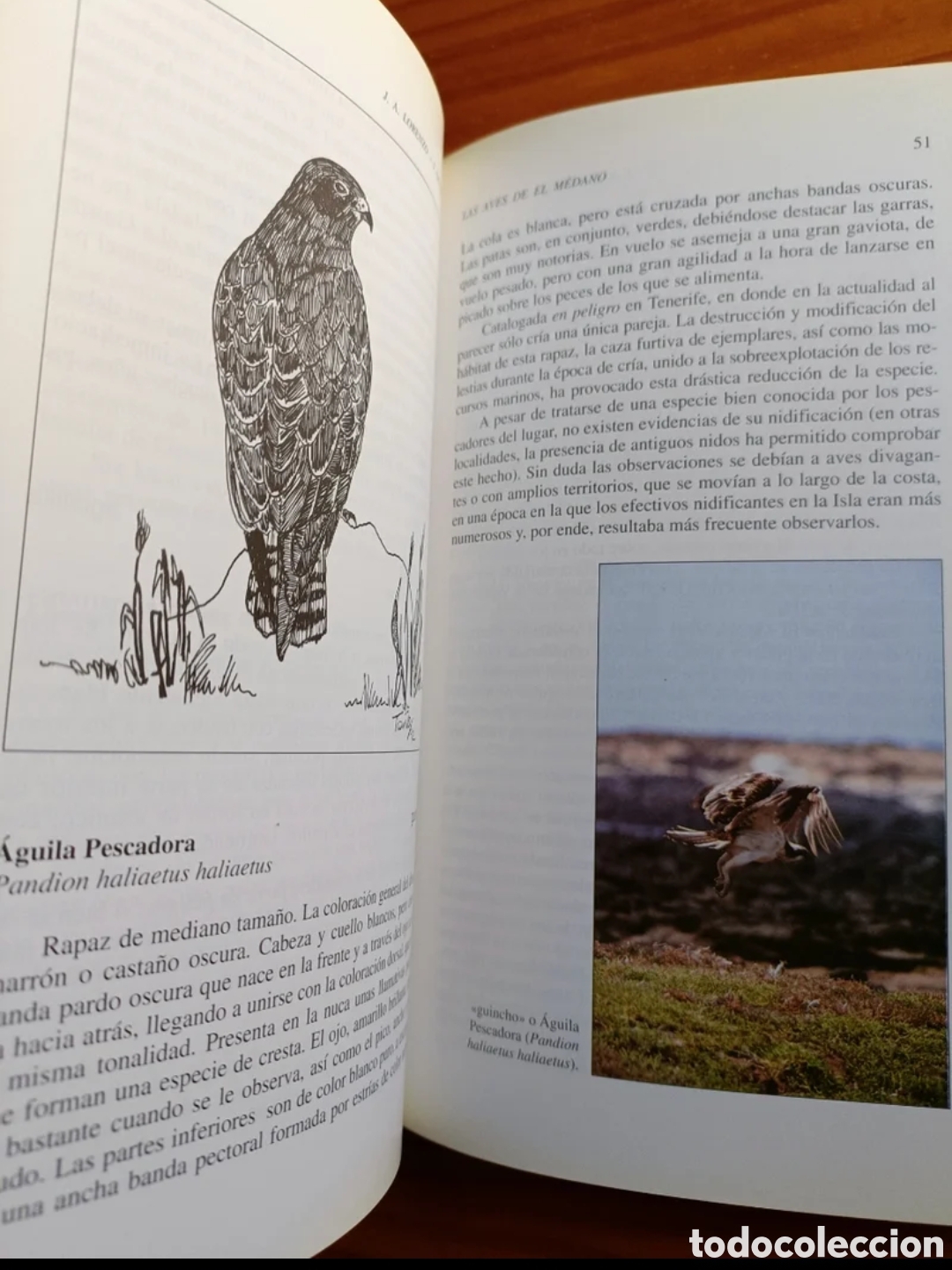 Libros: Las aves de El M&eacute;dano - Foto 8