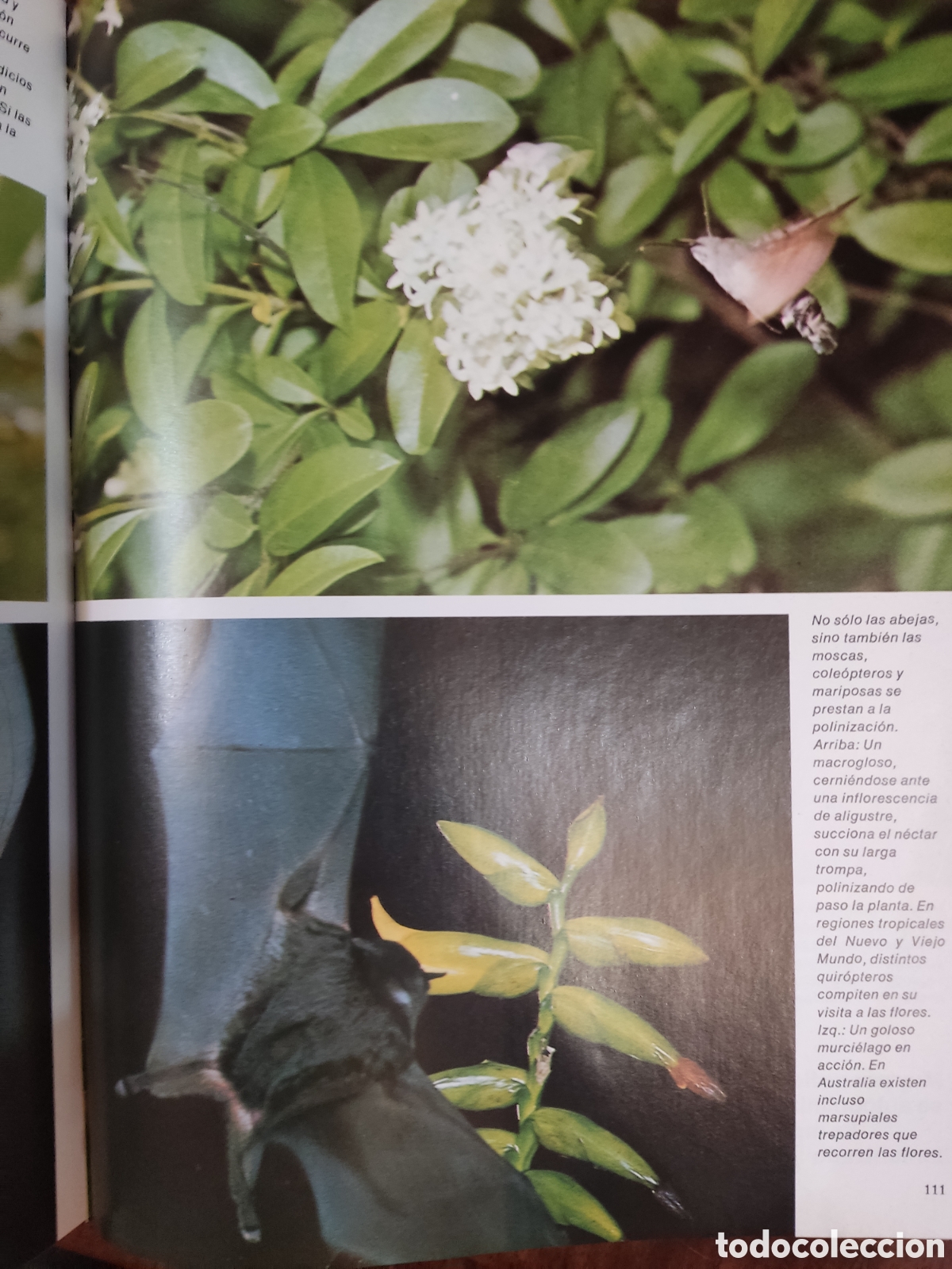 Libros: Plantas estructura, crecimiento - Foto 5