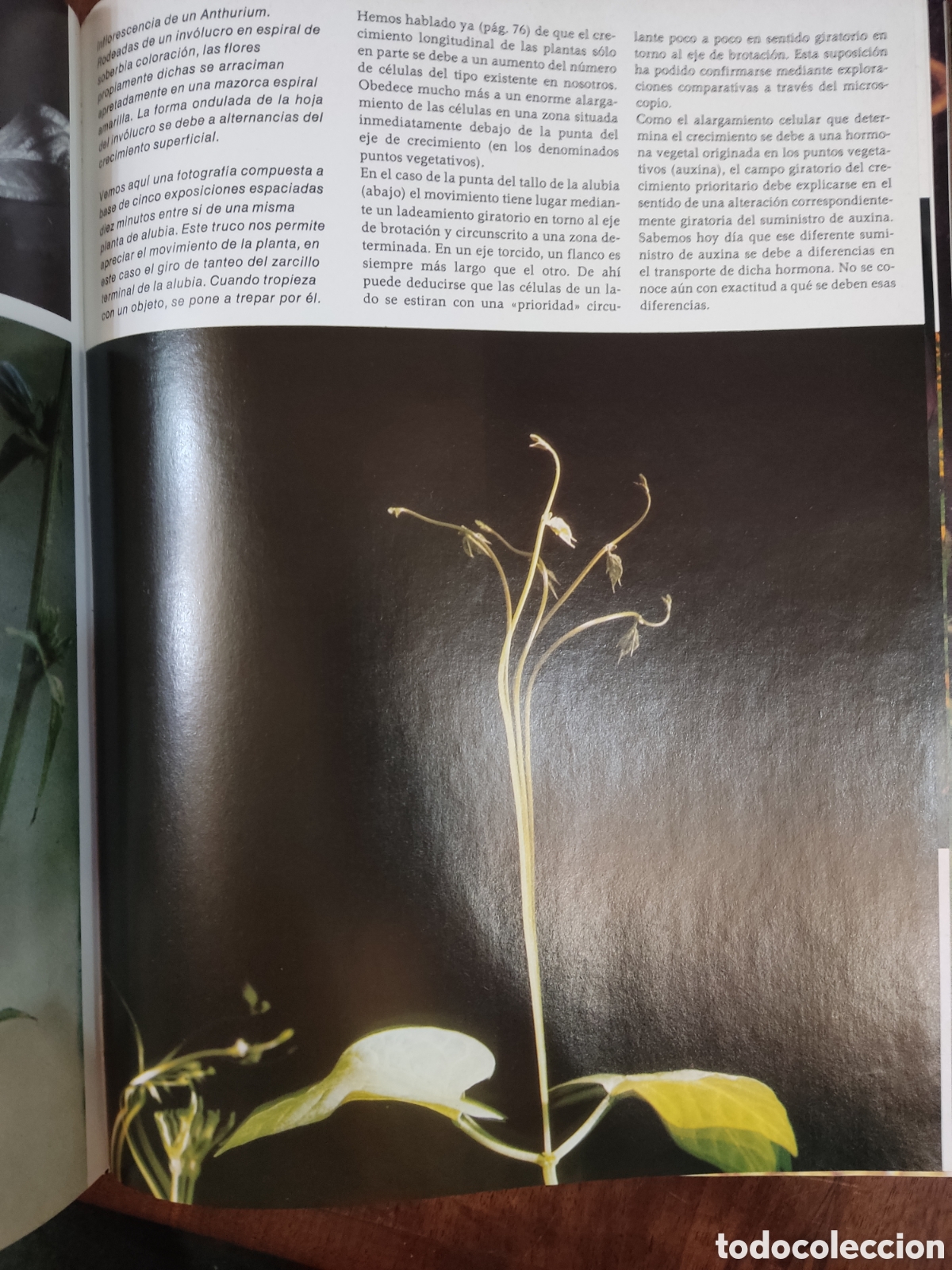 Libros: Plantas estructura, crecimiento - Foto 6