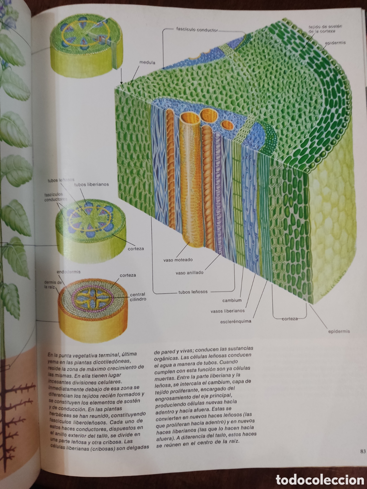 Libros: Plantas estructura, crecimiento - Foto 7