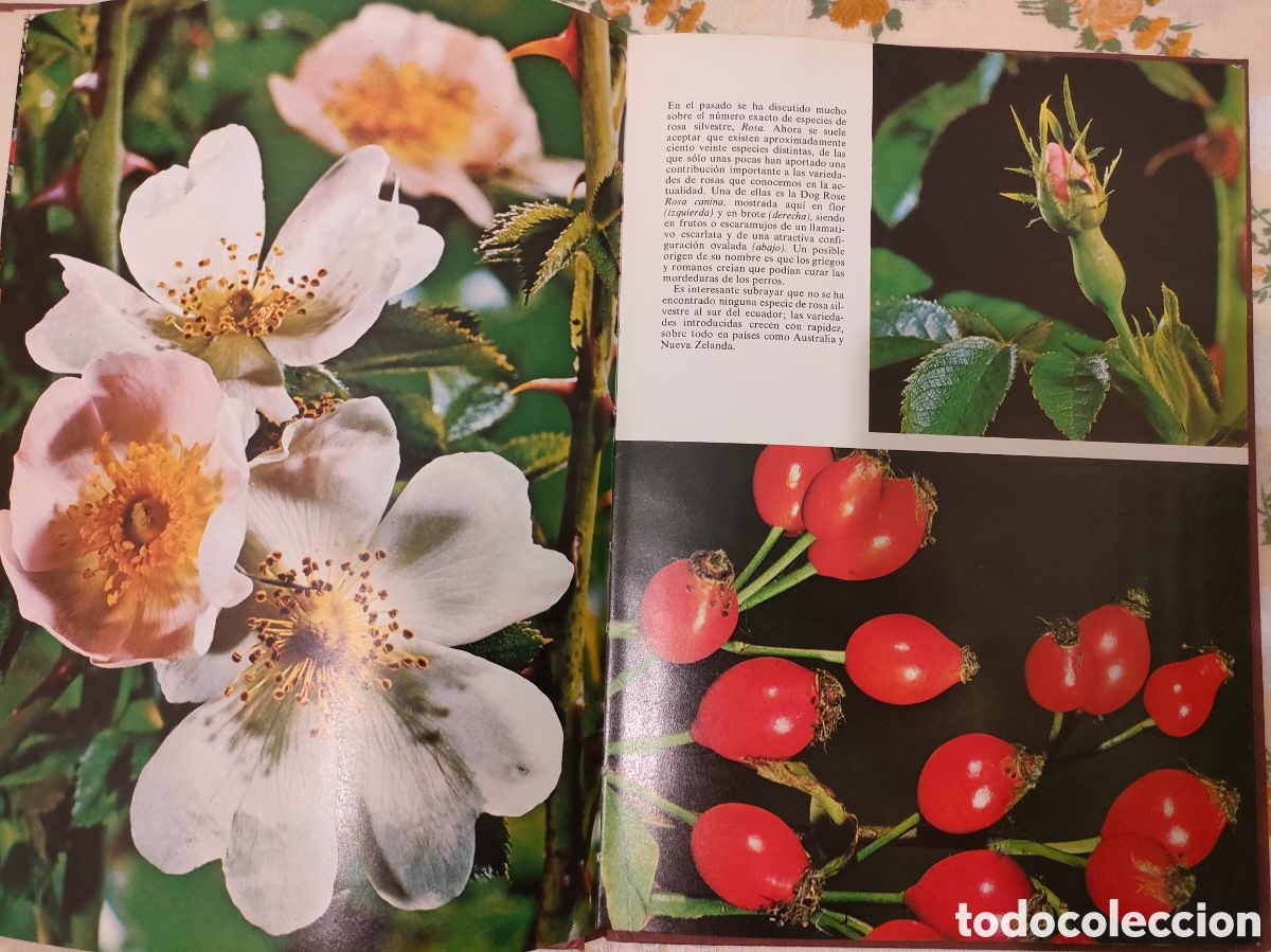 Libros: Las Rosas - Jacqueline Seymour - Foto 2