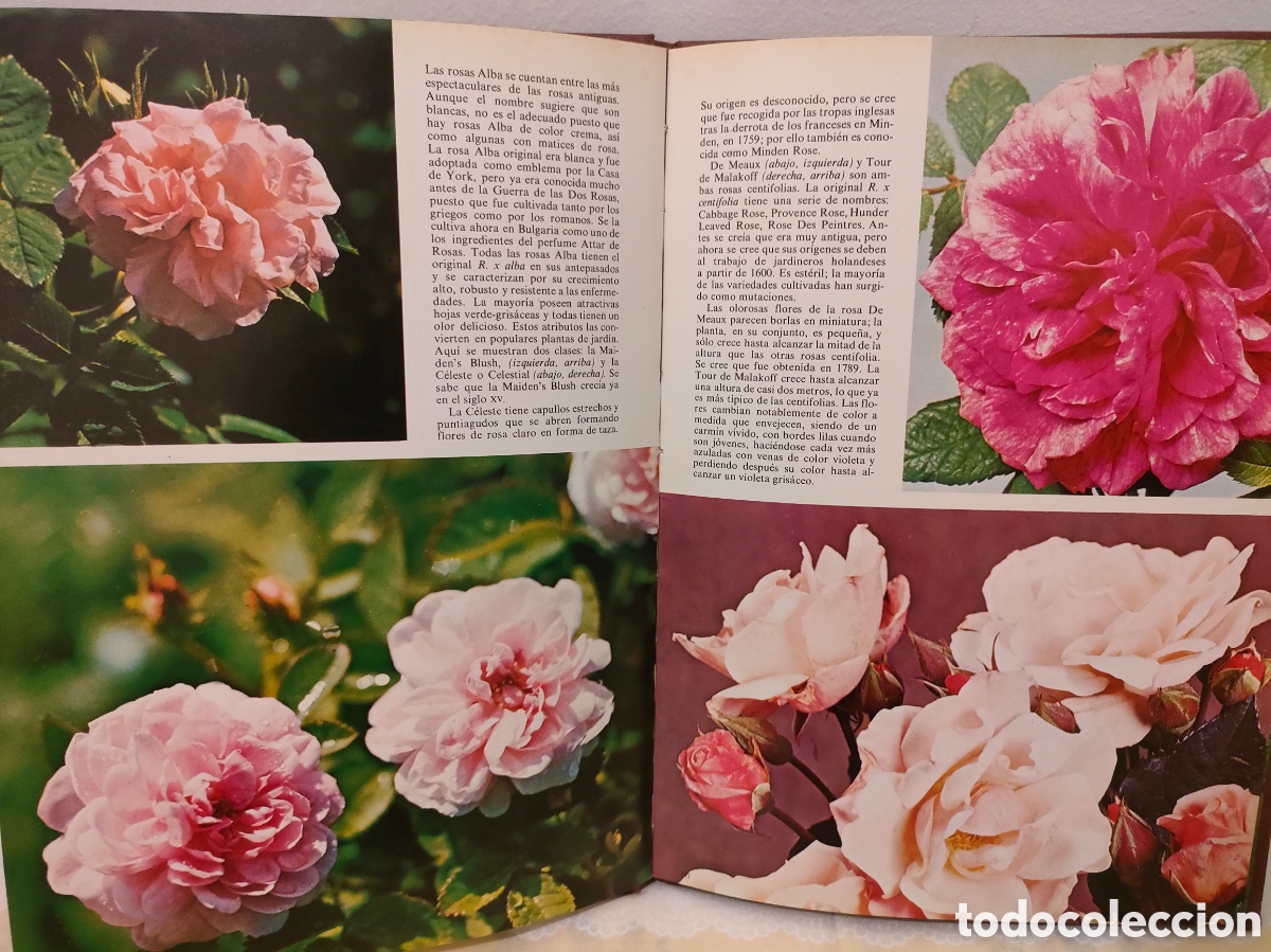 Libros: Las Rosas - Jacqueline Seymour - Foto 3