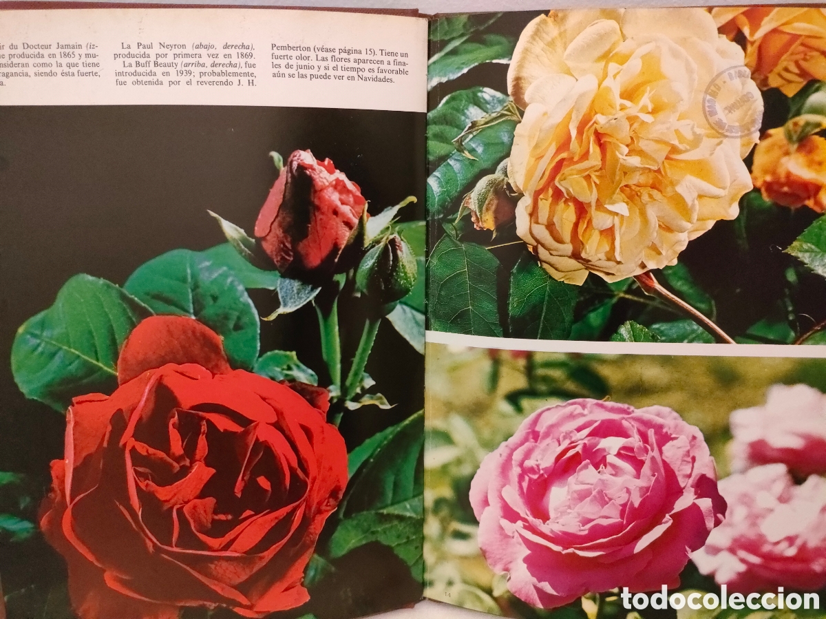 Libros: Las Rosas - Jacqueline Seymour - Foto 4