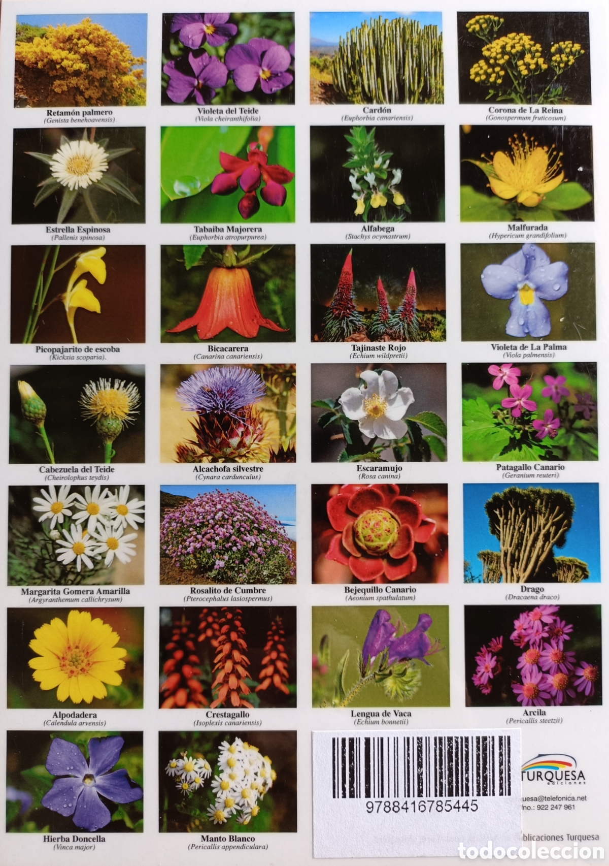 Libros: L&aacute;mina de flora de Canarias - Foto 2