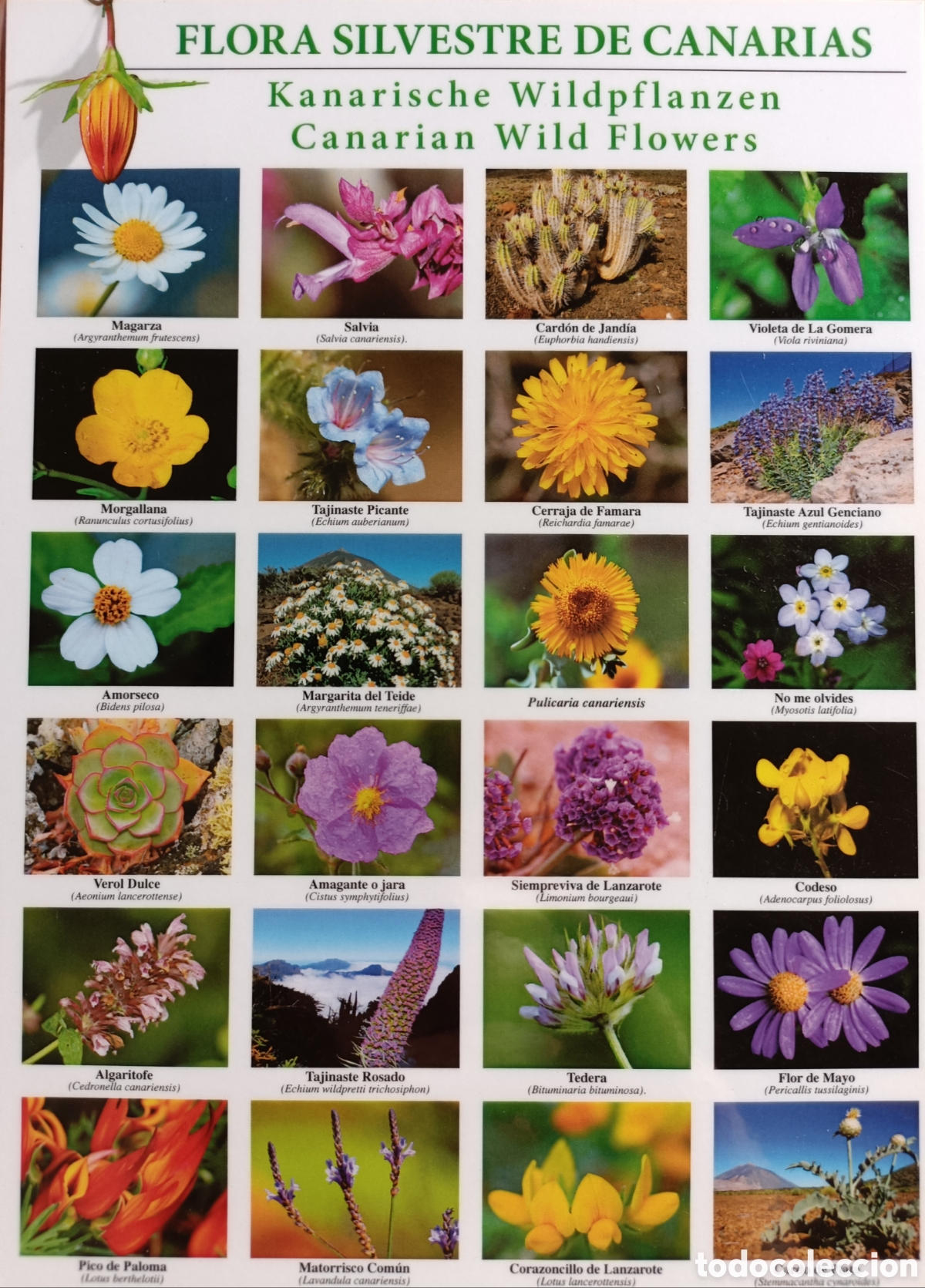 books: L&aacute;mina de flora de Canarias