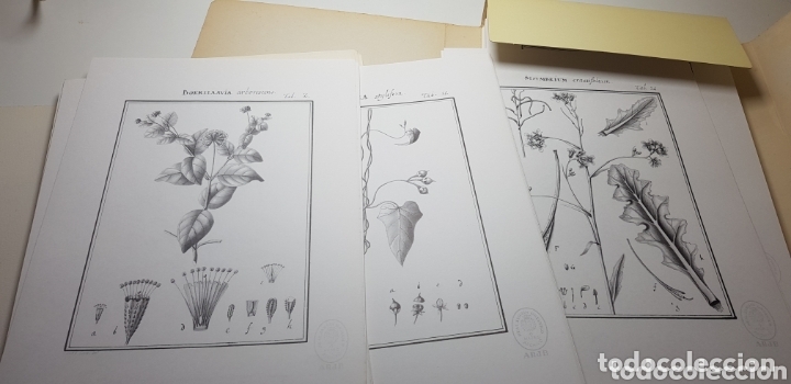Libros: HORTUS REGIUS MATRINENSIS,CAVANILLES facsimil. - Foto 3