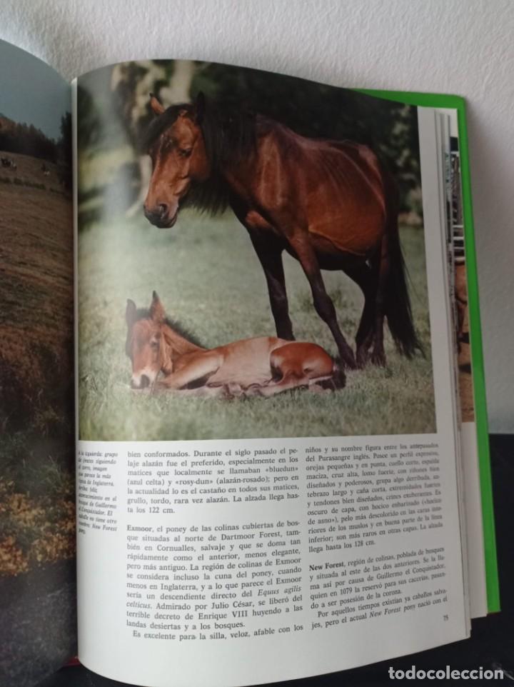 Libros: CABALLO - EL. ORIGENES, RAZAS, APTITUDES NEREO LUGLI - Foto 4