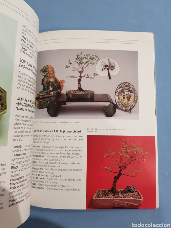 Libros: Bonsai de Interior ,Dave Pike ,Ediciones Omega, a&ntilde;o 1991 - Foto 5