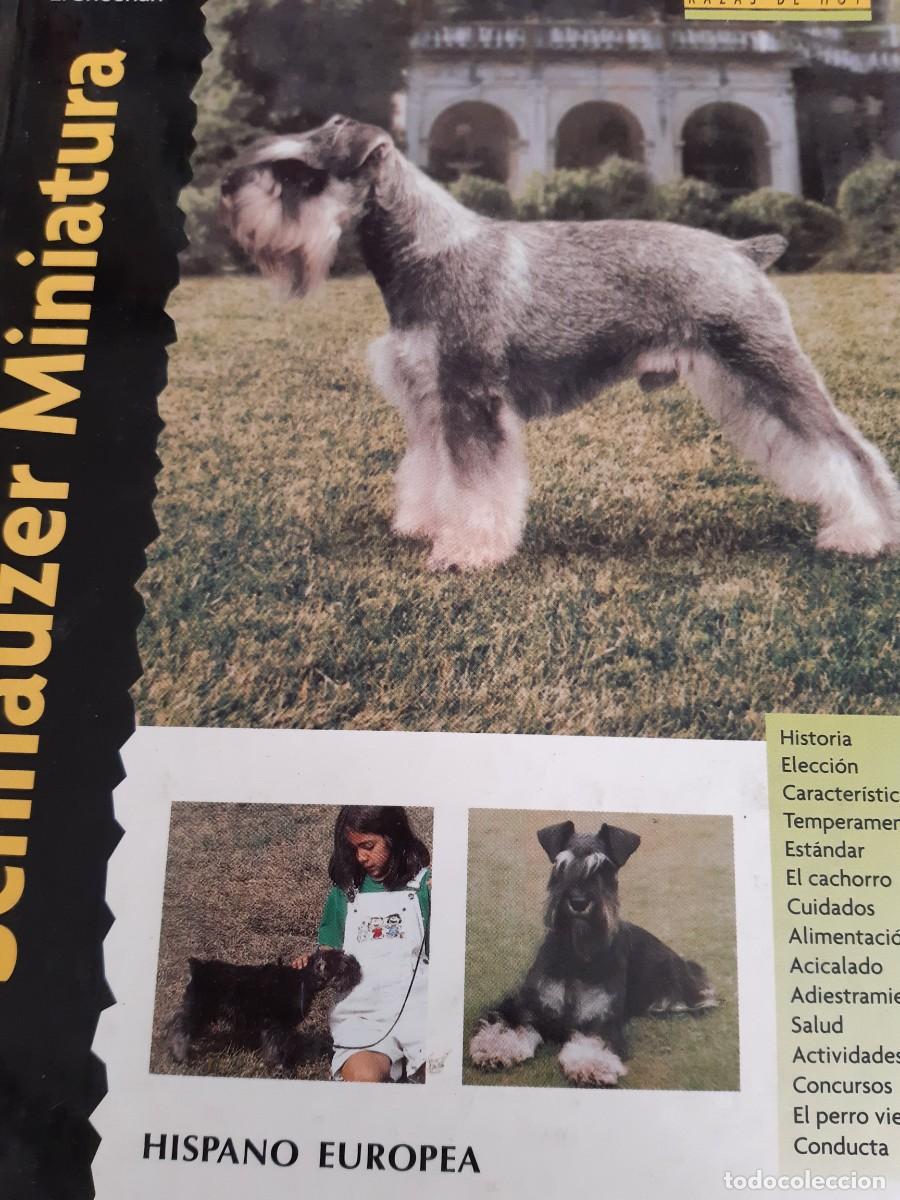 Libros: Schnauzer miniatura Sheehan - Foto 1